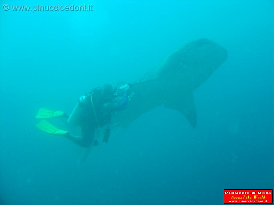 Djibouti - Pinuccio e Doni in immersione con Squalo Balena - 05.jpg